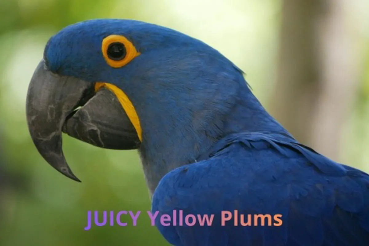 Juicy JUICY yellow plums