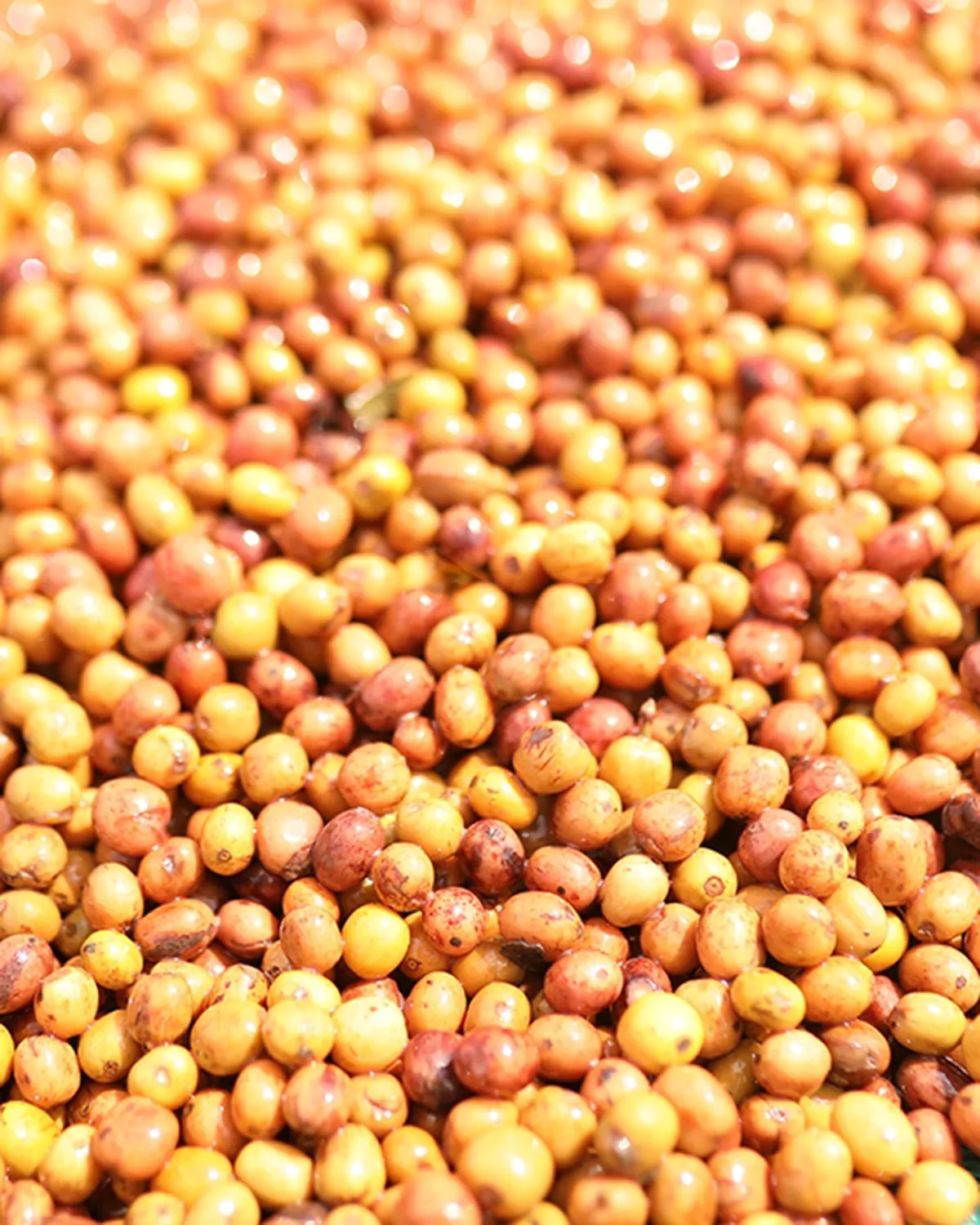 Ethiopia Negele Gorbitu