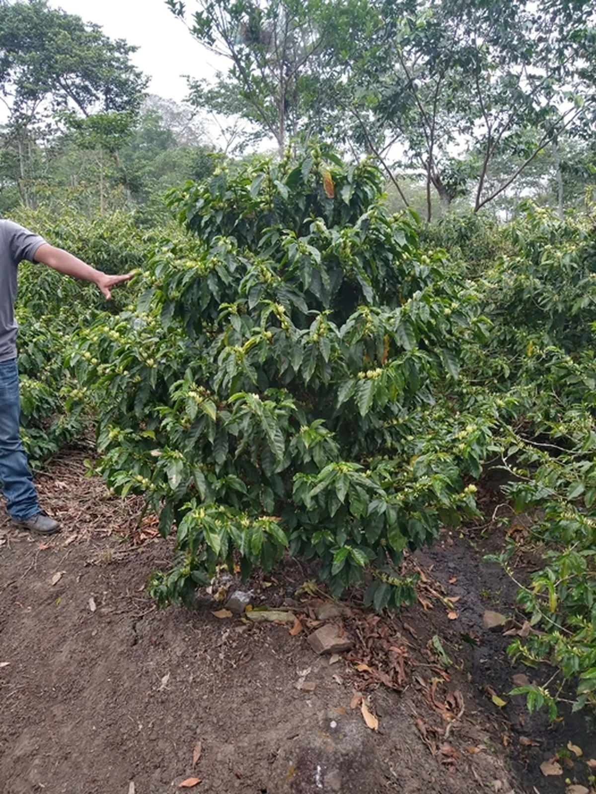 Nikaragua Laurina La Escondida