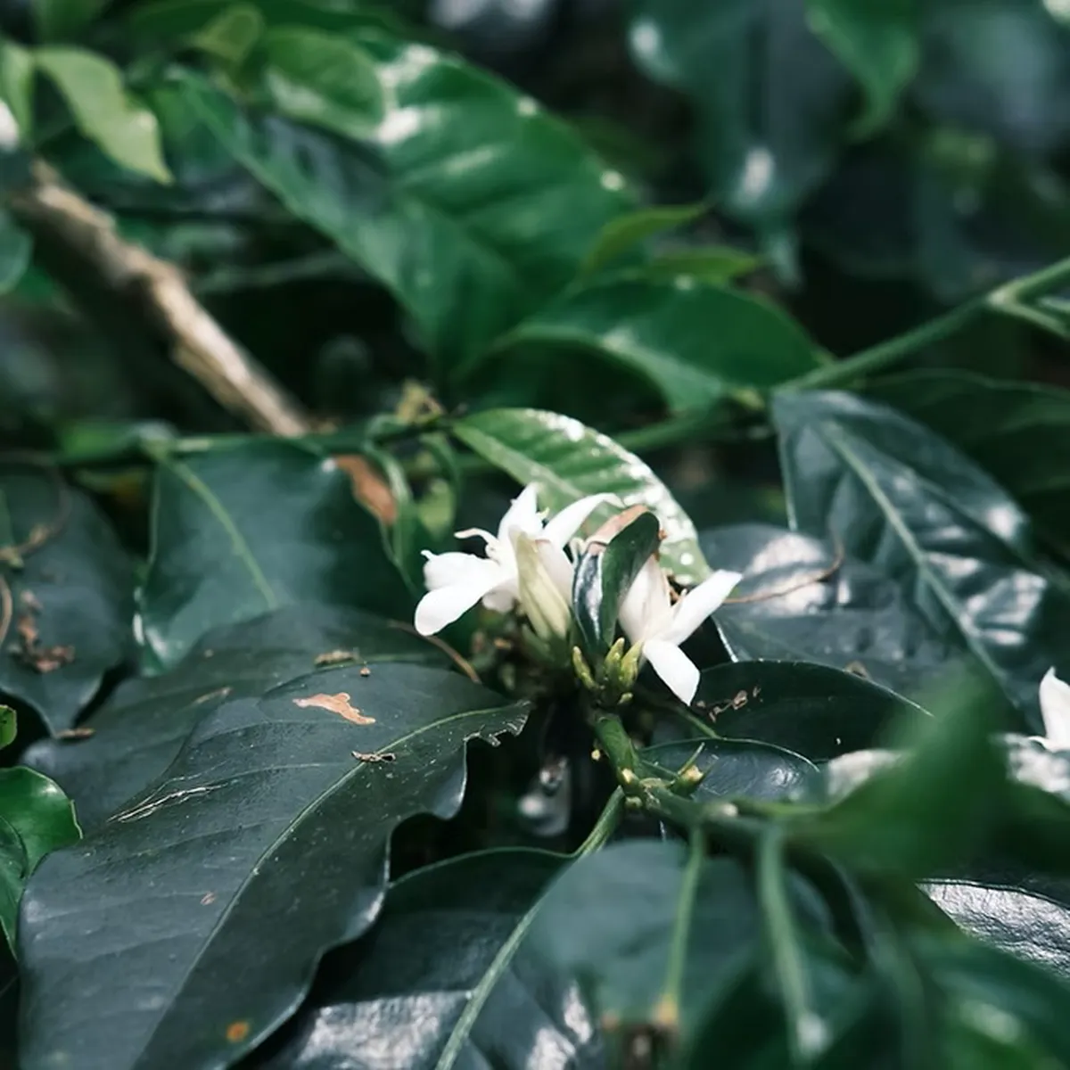 Sumatra Gayo