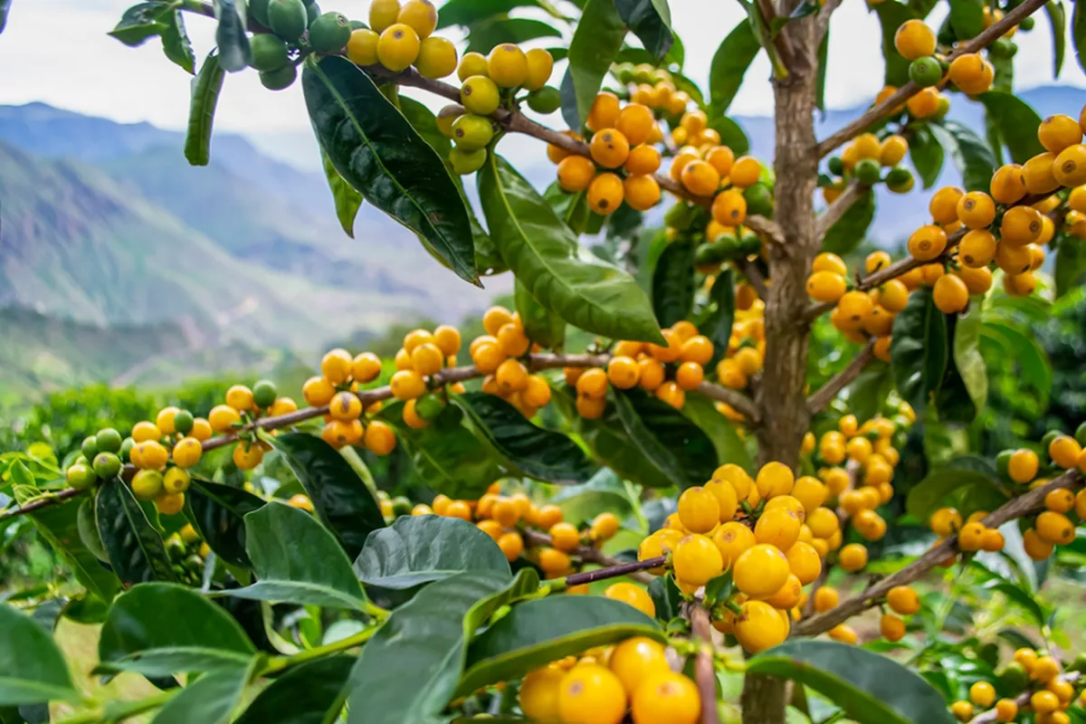 Ekwador Hacienda la Papaya