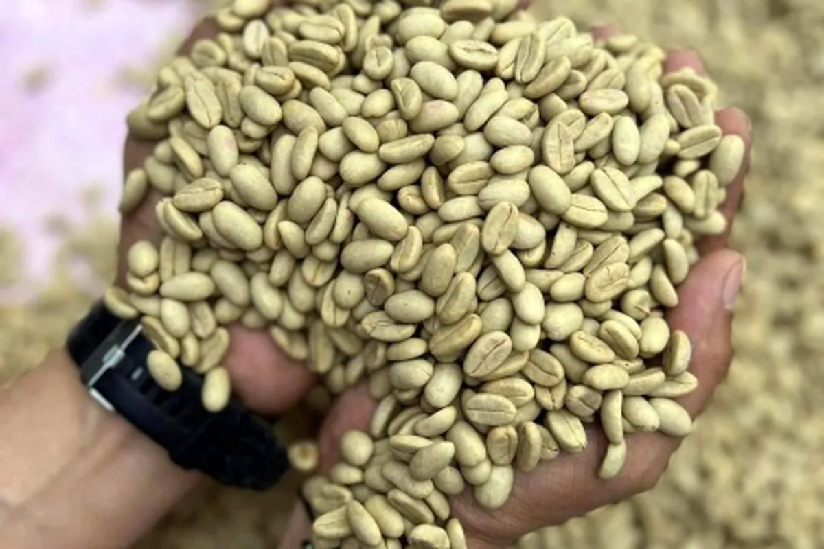 Meksyk Teocelo Finca SantOli Natural CoE