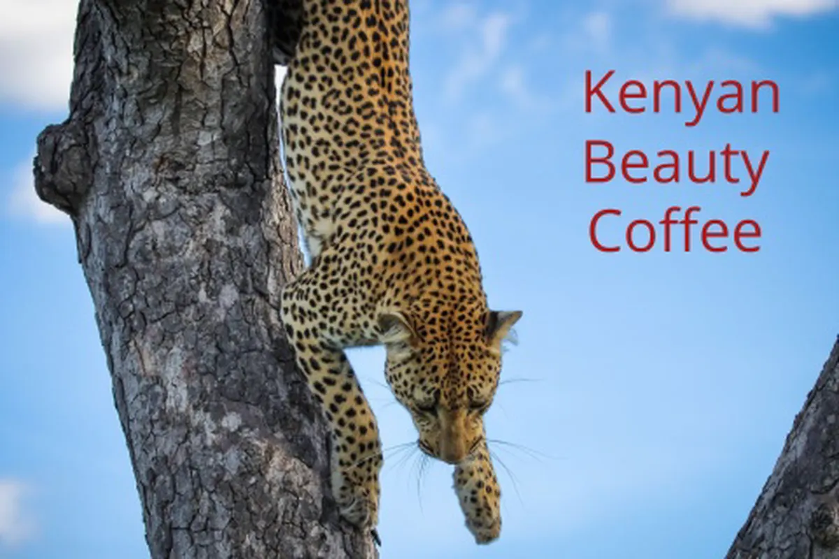 Kenia Kenyan Beauty Coffee II GUAMA