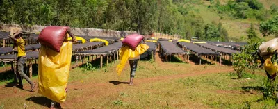 Etiopia Gedeb