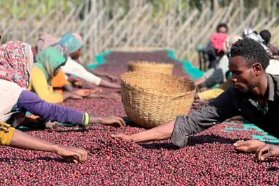 Etiopia Hambela Buku ABEL Natural