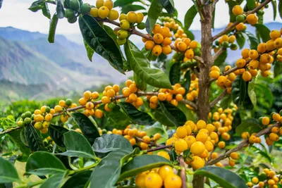 Ekwador Hacienda la Papaya