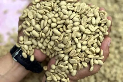 Meksyk Teocelo Finca SantOli Natural CoE