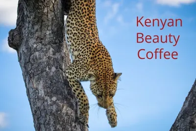 Kenia Kenyan Beauty Coffee II GUAMA