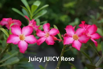 Juicy JUICY rose