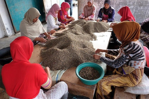 Indonezja Kerinci Barokah Bersama Natural