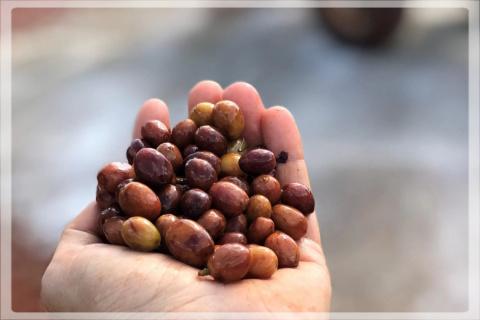 Brazylia Fazenda Três Barras Marcos Antonio Rutkowski