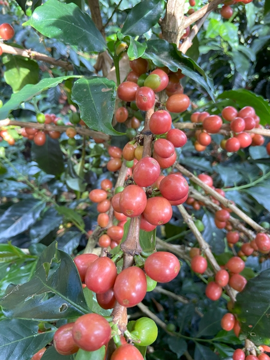 Kolumbia Marleny Imbachi