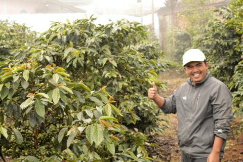 Indonezja Kerinci Barokah Bersama Natural