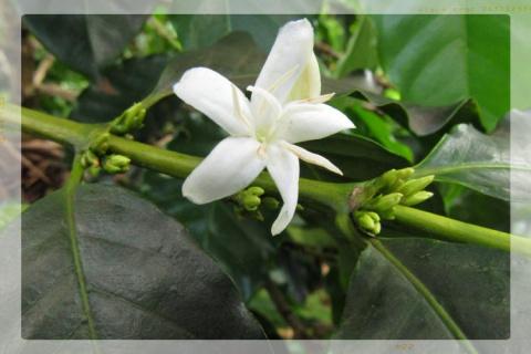 Kenia Kirinyaga Karani AB